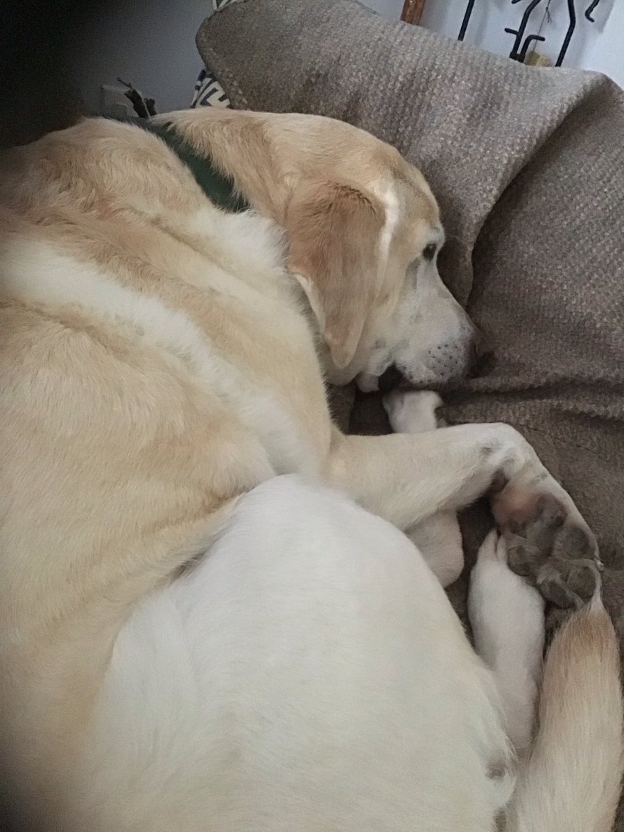 S_Mathuin's tweet image. All dat hiking and sniffing was hard work. Den when we got back I had to chase three deer hooligans out of da yard. Whew! 😴💤