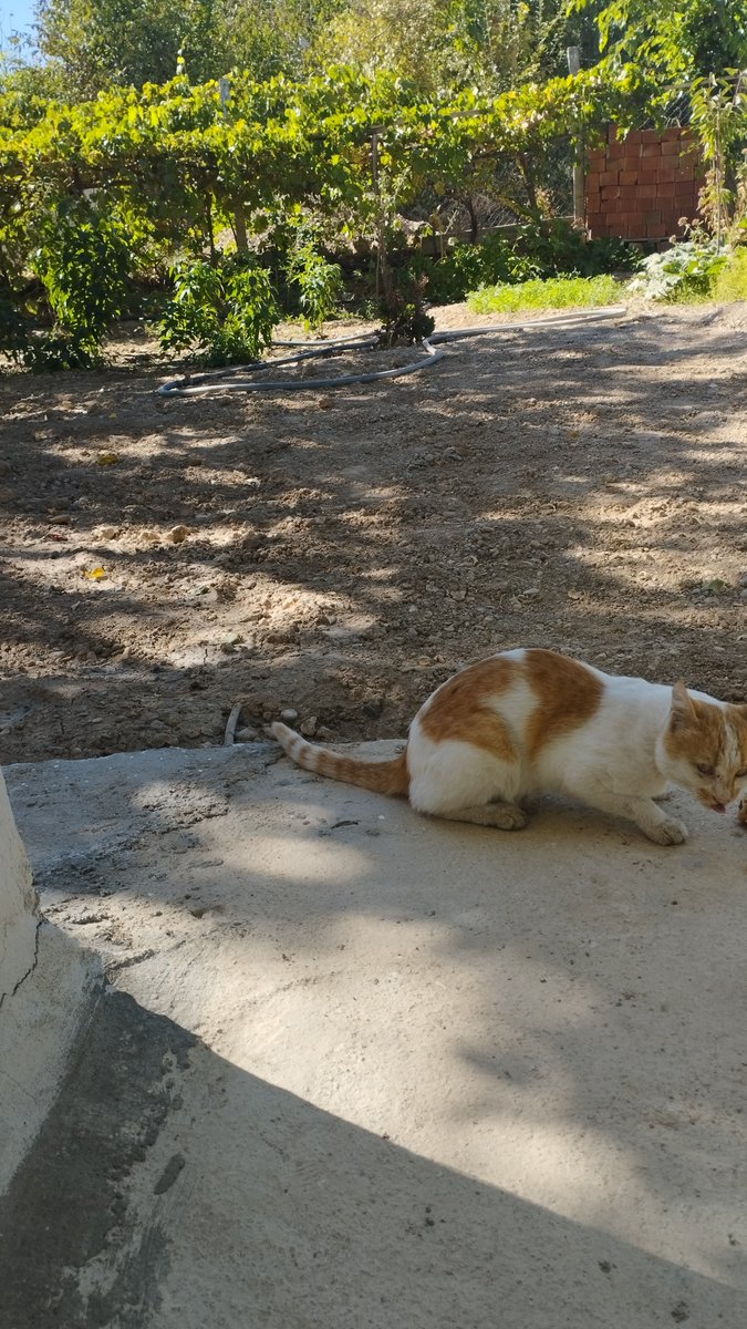 aylinkaa44's tweet image. Allahın sessiz kulları özenerek yaratmış Rabbim❤❤ #kedi