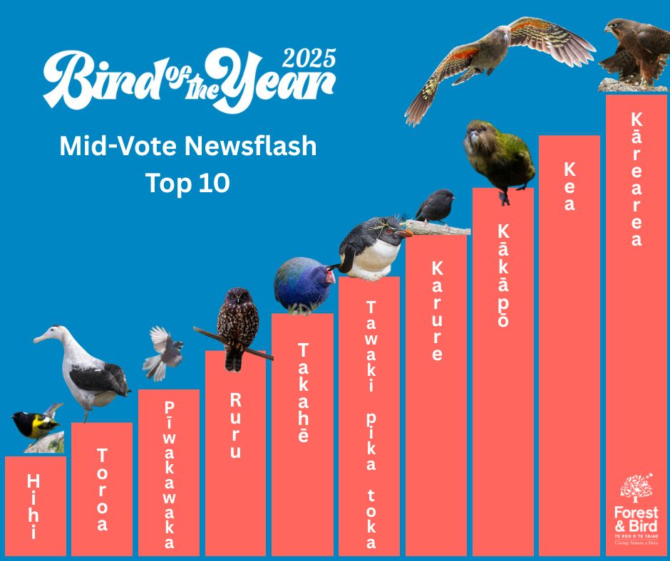Forest_and_Bird's tweet photo. 🚨 Manu on the move! 🚨

Since Friday’s update, the karure black robin has swooped up the leaderboard into 4th place – nudging tawaki pikitoka Eastern rockhopper down to fifth.

The kea is hanging tight in second and the kākāpō is still clinging to third… but for how long with the black robin hot on its tail? 👀

Karearea has its talons firmly on the top spot – for now. With five days of voting still to come, is this crown still up for grabs?

Get your verified votes in now to shake up the flock 👉 https://t.co/IPVELDMfOf

#BOTY2025 #BirdoftheYear2025 #BirdoftheYear #NZBirdoftheYear