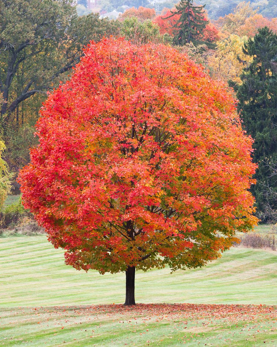 Fall appreciation post 🍁

Add some autumnal magic to your yard by planting a tree this fall. 

Get trees delivered → bit.ly/42yiEoL 🌳📦