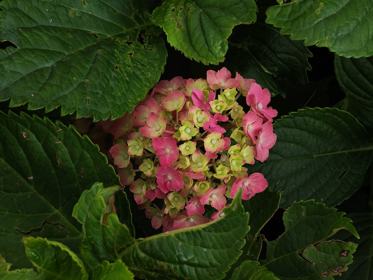 self_console_'s tweet image. ज़िन्दगी भी इन फूलों जैसी होनी चाहिए—रंगीन, शांत और खूबसूरत।💮🌸🏵️