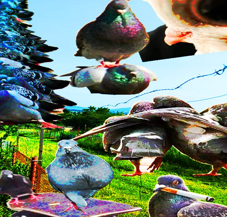 coocoonomics's tweet image. coo-coo nation 

coo-coo coo-coo 
        coo-coo coo-coo  coo-coo coo-coo

                                 coo-coo coo-coo