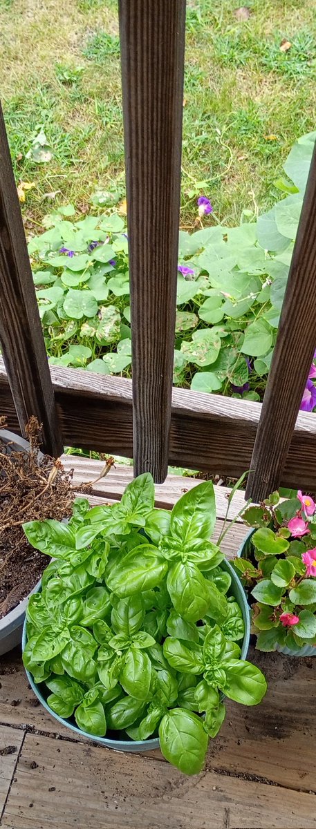 dtledet's tweet photo. Looks like I'll have plenty of Basil until next summer! 🥰😋 https://t.co/RmWtm56pnh