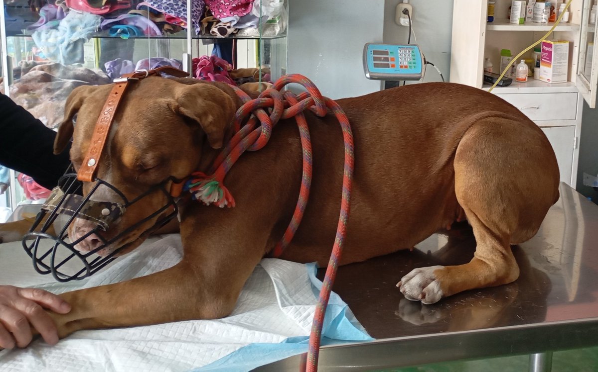 lauralt2024's tweet photo. Actualización #Rifa Solidaria no hay apoyo ni en las rifas ni en los casos #Lupita🐕(celo,erliquia), #Matilde🐕(TVT),#Negrita🐕(bulto sangrando en abdomen),#Bebe🐕Masa supurante,aún sigo con el problema de visualización, algunas imágenes pueden herir susceptibilidades así que he https://t.co/iiDBjxbumI