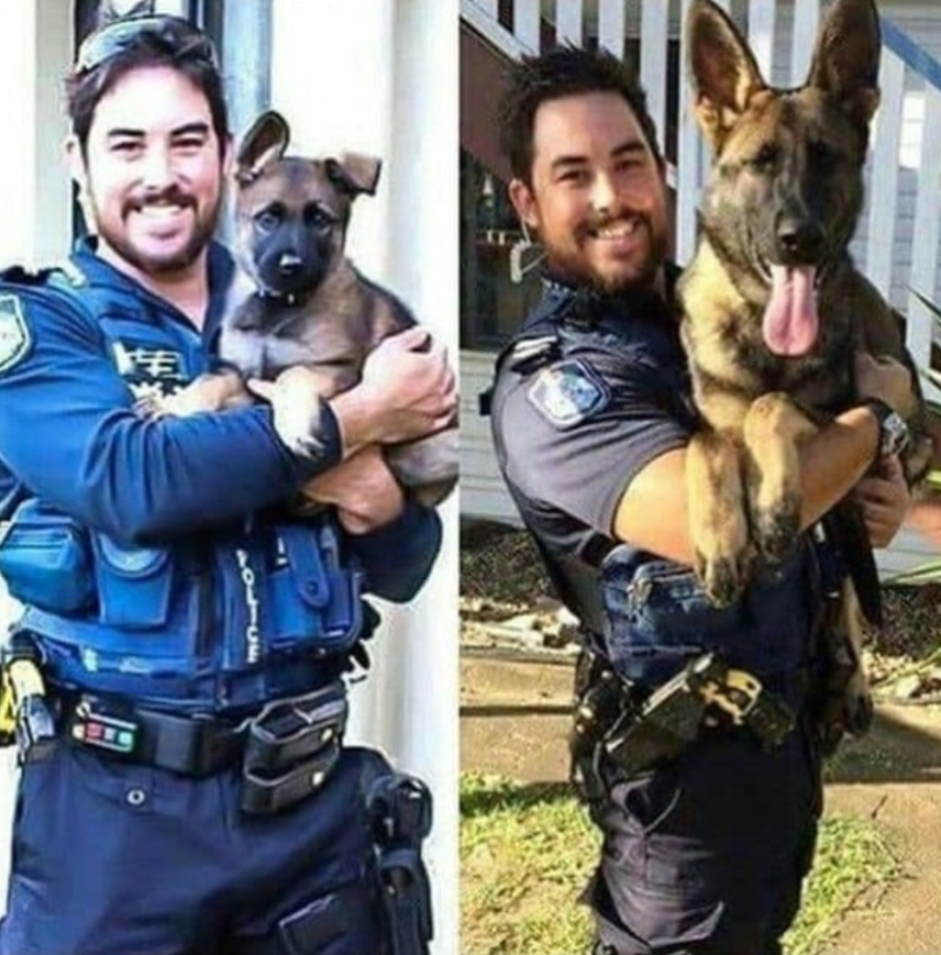 Best in Dogs tweet media