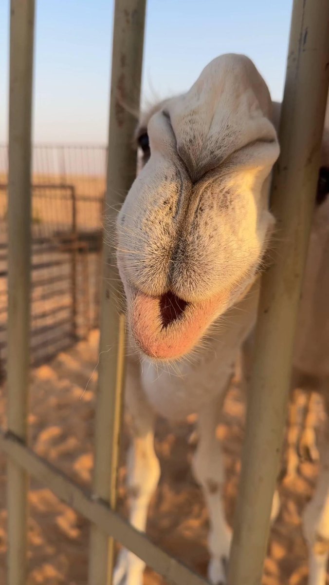 j6iif's tweet photo. كل عام وانتِ يا العظيمة عظيمة 
من عهد ابو تركي الى عهد سلمان 💚 https://t.co/CtLUELD0Al