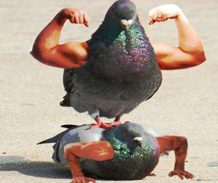 coocoonomics's tweet image. high altitude professional shitter 

coo-coo world dominantion imminent

$coo