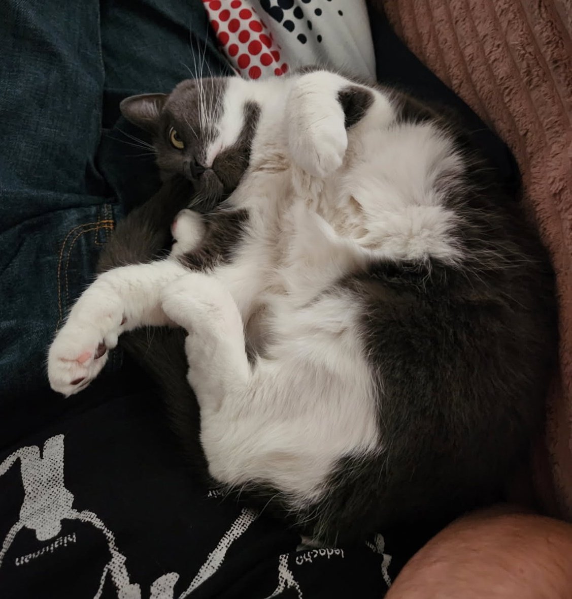 La vie est belle pour pims