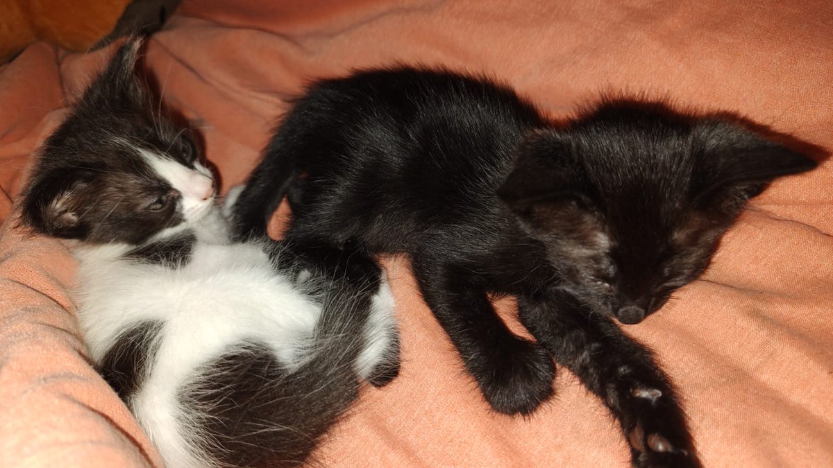 BertinSoriano's tweet image. Aquí están los 2 gatitos de 3 meses ya puestos y repuestos para ser amados en un bonito Hogar, el otro es mi consentido hoy le tocó hacer pesas 🐱😺 mi consentido está ponchado como su amo más ponchado que cuadrado 🤣