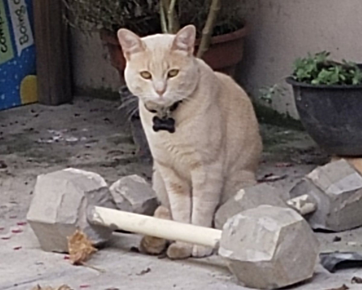 BertinSoriano's tweet image. Aquí están los 2 gatitos de 3 meses ya puestos y repuestos para ser amados en un bonito Hogar, el otro es mi consentido hoy le tocó hacer pesas 🐱😺 mi consentido está ponchado como su amo más ponchado que cuadrado 🤣