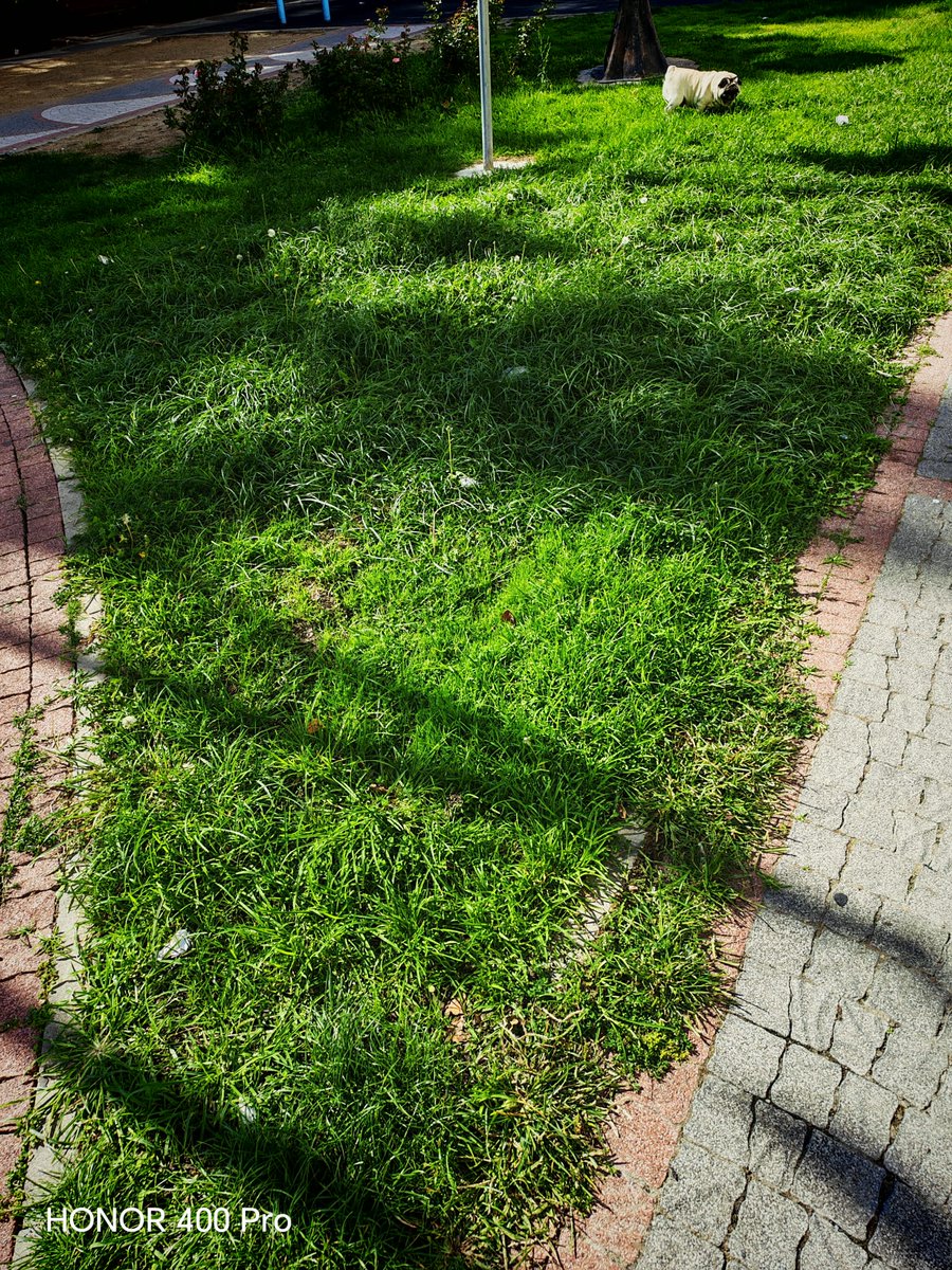 Lütfen çimleri kesebilir misiniz , cahit sıtkı Tarancı sok adapark <a href="/beylikduzubeltr/">Beylikdüzü Belediyesi</a>