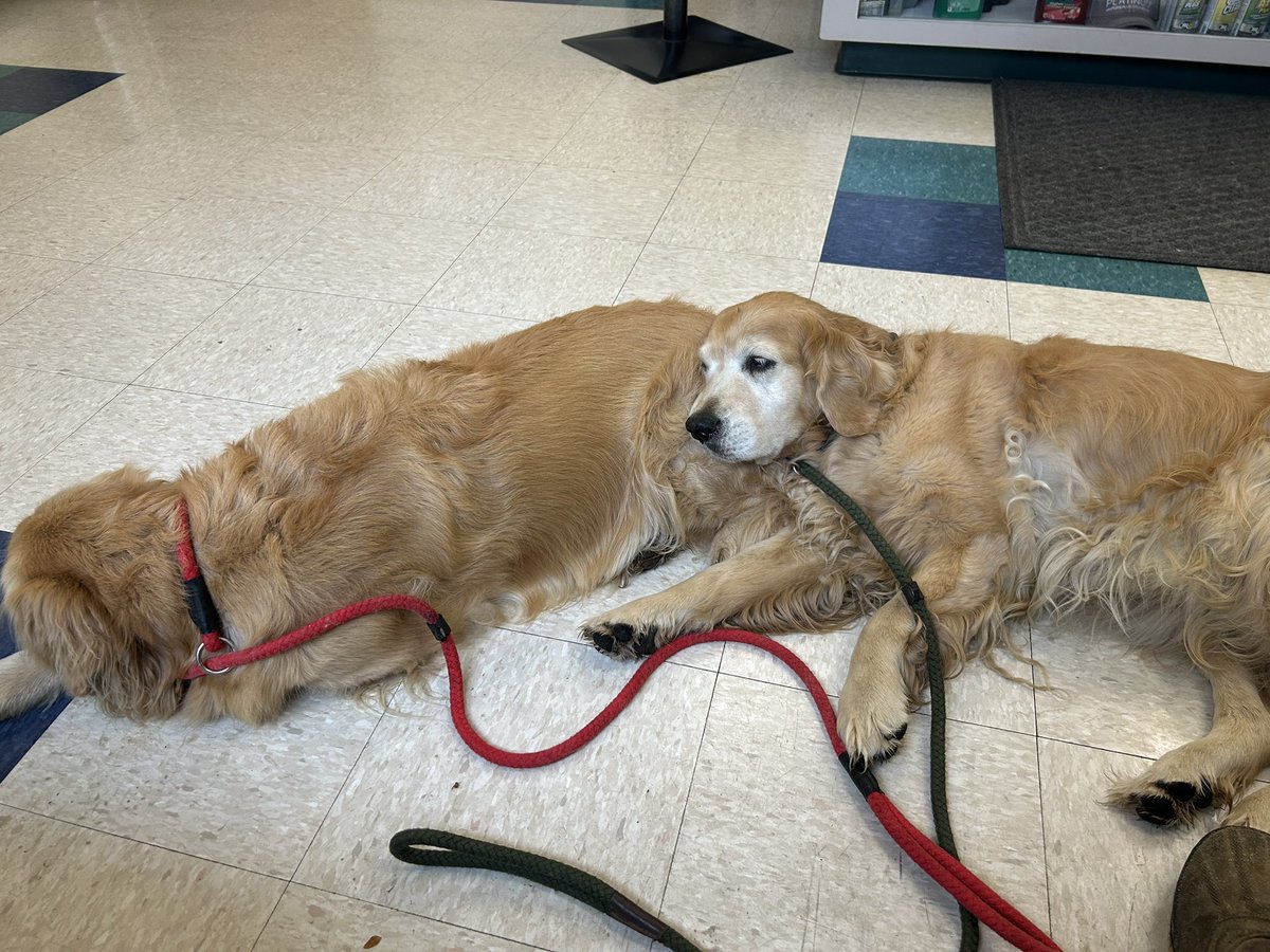 kmcsween's tweet image. Getting an oil change. Sage always has her pillow nearby!