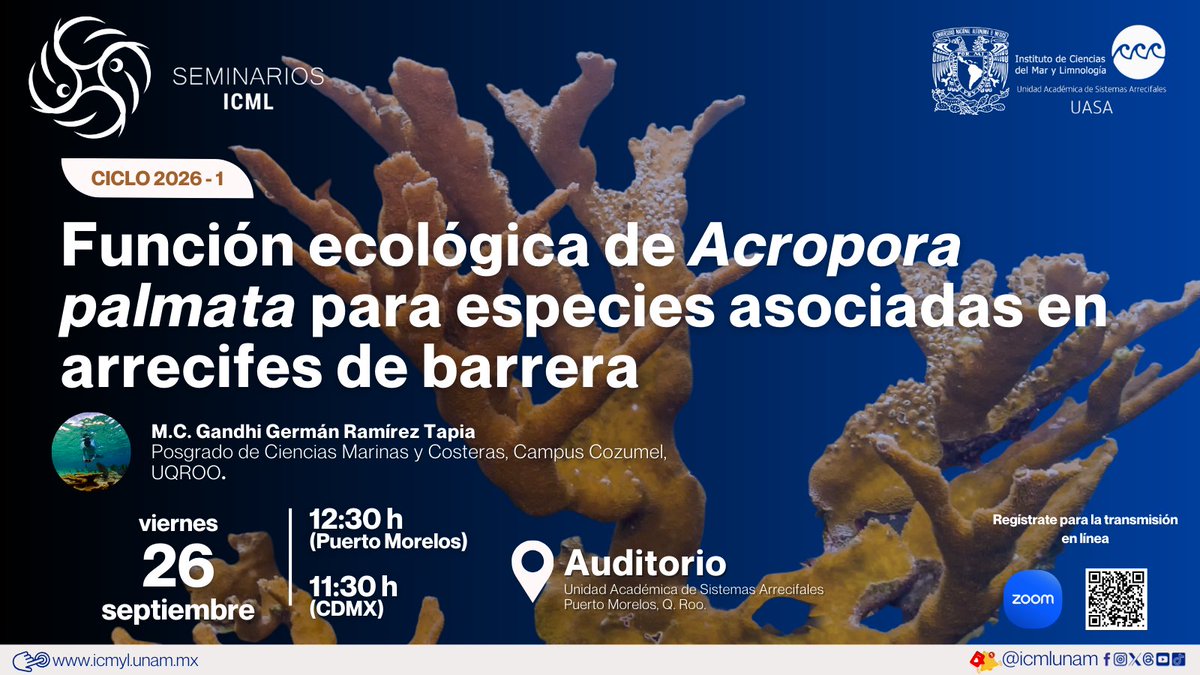 #SeminarioICML
Acompáñanos a charlar sobre la función ecológica de uno de los corales de arrecife más importante en el Caribe: cuerno de  alce (Acropora palmata)
📍Visítanos en nuestra sede de Puerto Morelos o regístrate para la transmisión en línea: 🔗unam.zoom.us/meeting/regist…