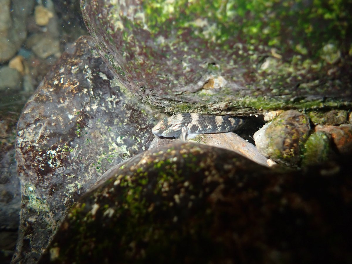 念願のルリヨシ!