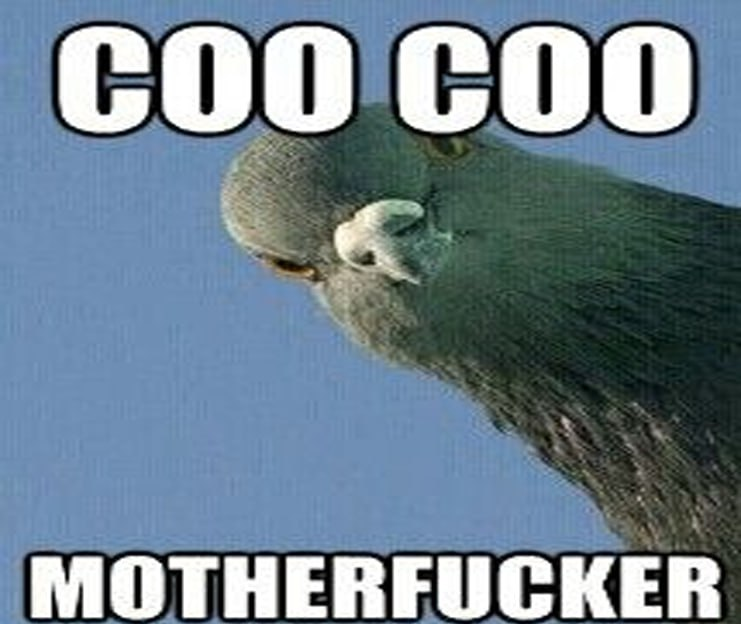 coocoonomics's tweet image. coo-coo mf