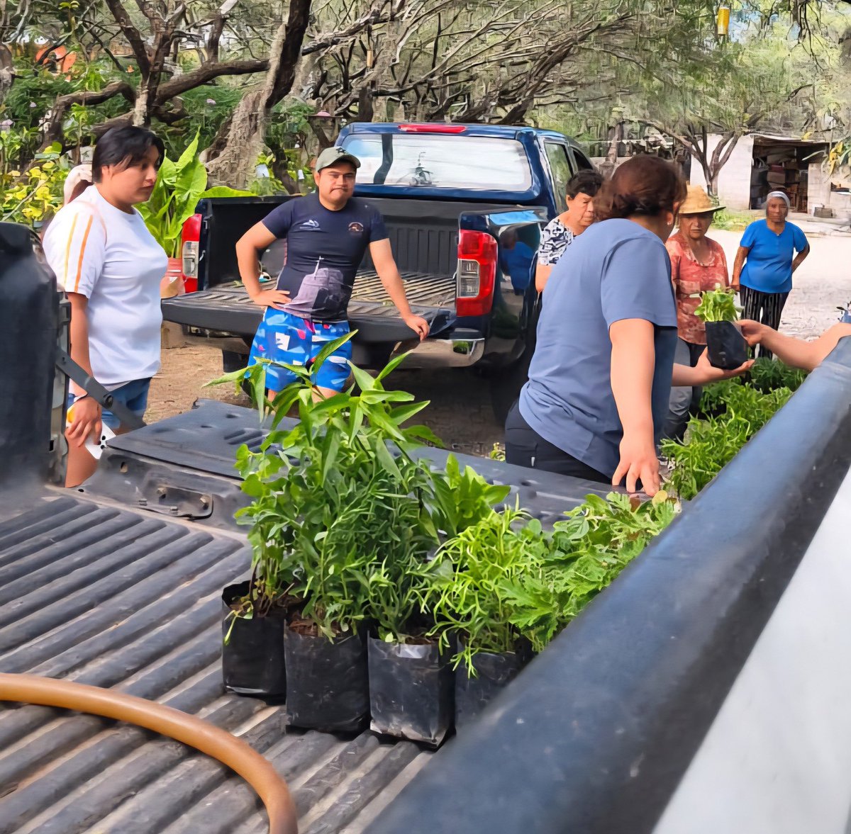 PAN_Hgo's tweet image. El pasado domingo, la Secretaría de Inclusión e Igualdad, en coordinación con la estructura municipal de Zimapán, realizó la entrega de plantas aromáticas, medicinales y árboles frutales a bajo costo, como parte del programa Frutos de Vida.