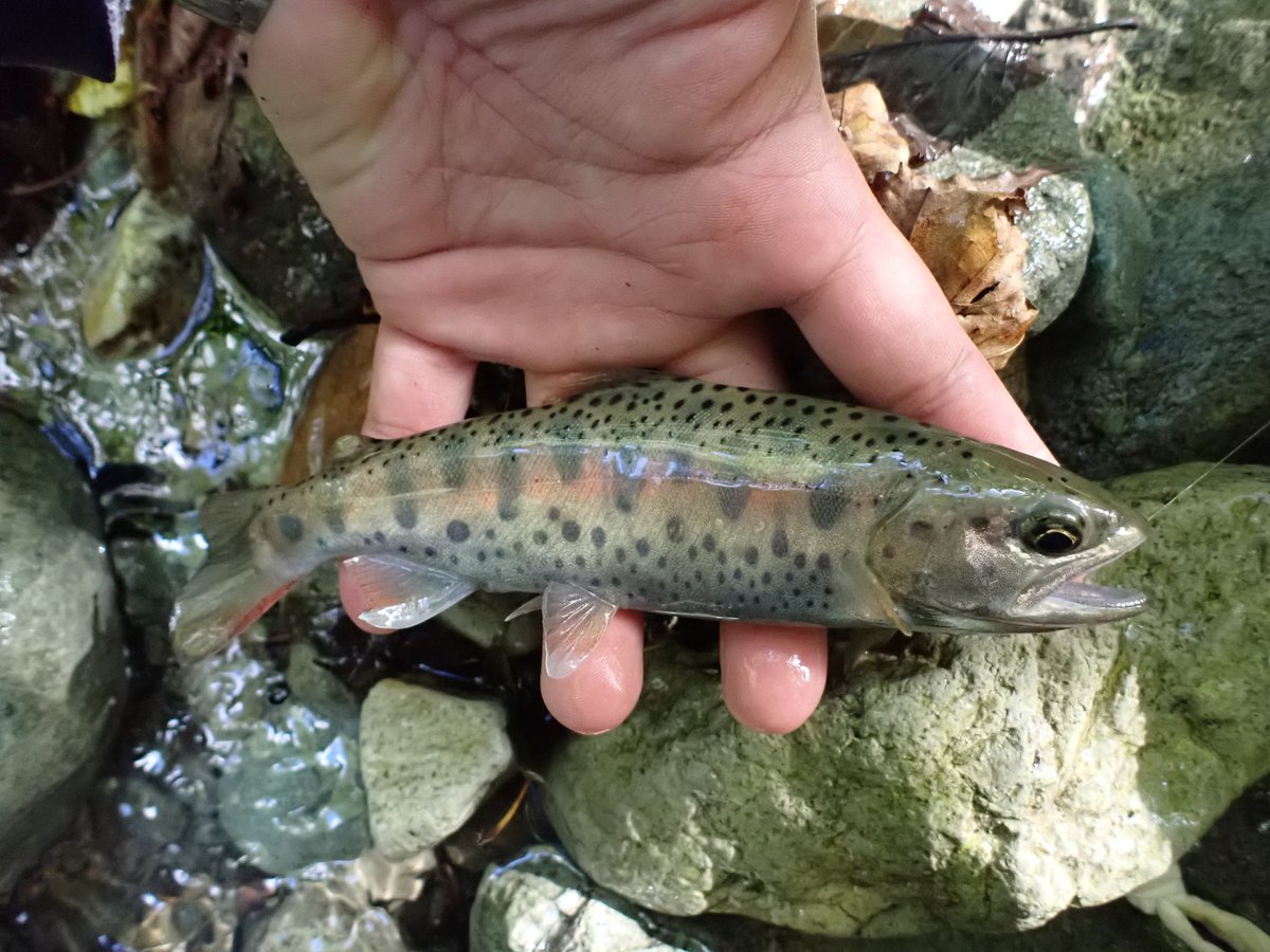 いいヤマメ