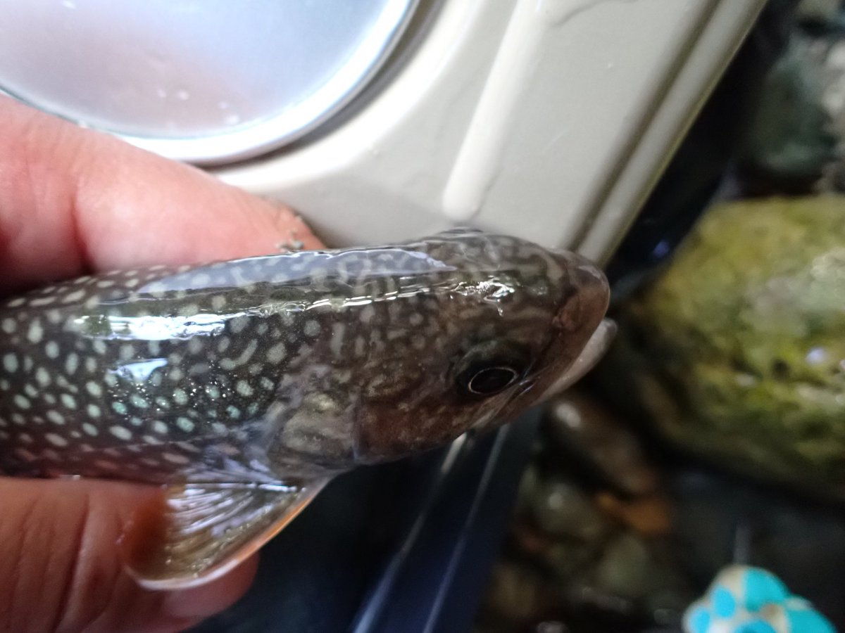 いい魚
こんなに頭に白斑入るものだっけ