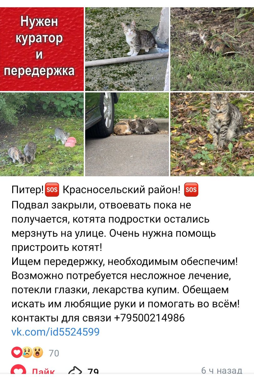 Нужна помощь котятам... Мб у кого-нибудь есть знакомые, которые могут пристроить?