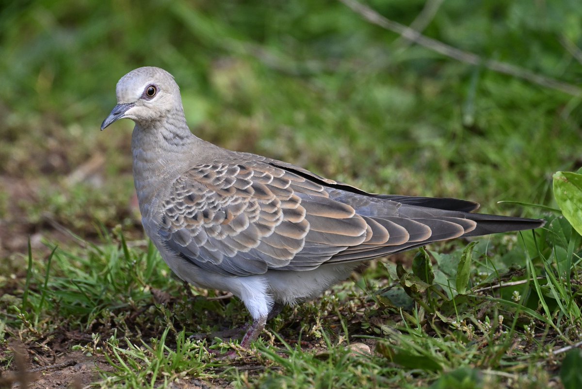 Bri Thompson (@bri66thomp) on Twitter photo Turtle Dove (Juv) at Watercress farm this afternoon, lovely little bird, showing nicely even considering the farmer was hedge cutting 5-10 metres away from it.
<a href="/bristolbirding/">BristolBirding</a> Turtle Dove (Juv) at Watercress farm this afternoon, lovely little bird, showing nicely even considering the farmer was hedge cutting 5-10 metres away from it.
<a href="/bristolbirding/">BristolBirding</a>