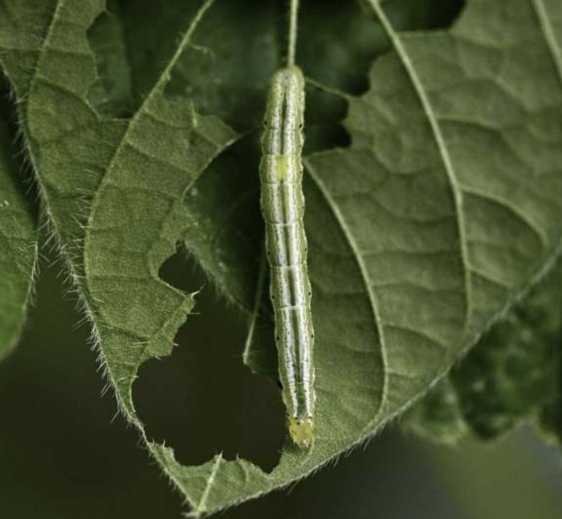 InnerPlant (@inner_plant) on Twitter photo Researchers at <a href="/ArkAgResearch/">Arkansas Agricultural Experiment Station</a> found that soybeans can remember stress events like drought and pest damage, but can decrease yield productivity after recovery. Before the threat grows, limit the spread at the individual plant level.📍
Full article 🔗 : onlinelibrary.wiley.com/doi/10.1002/pe… Researchers at <a href="/ArkAgResearch/">Arkansas Agricultural Experiment Station</a> found that soybeans can remember stress events like drought and pest damage, but can decrease yield productivity after recovery. Before the threat grows, limit the spread at the individual plant level.📍
Full article 🔗 : onlinelibrary.wiley.com/doi/10.1002/pe…