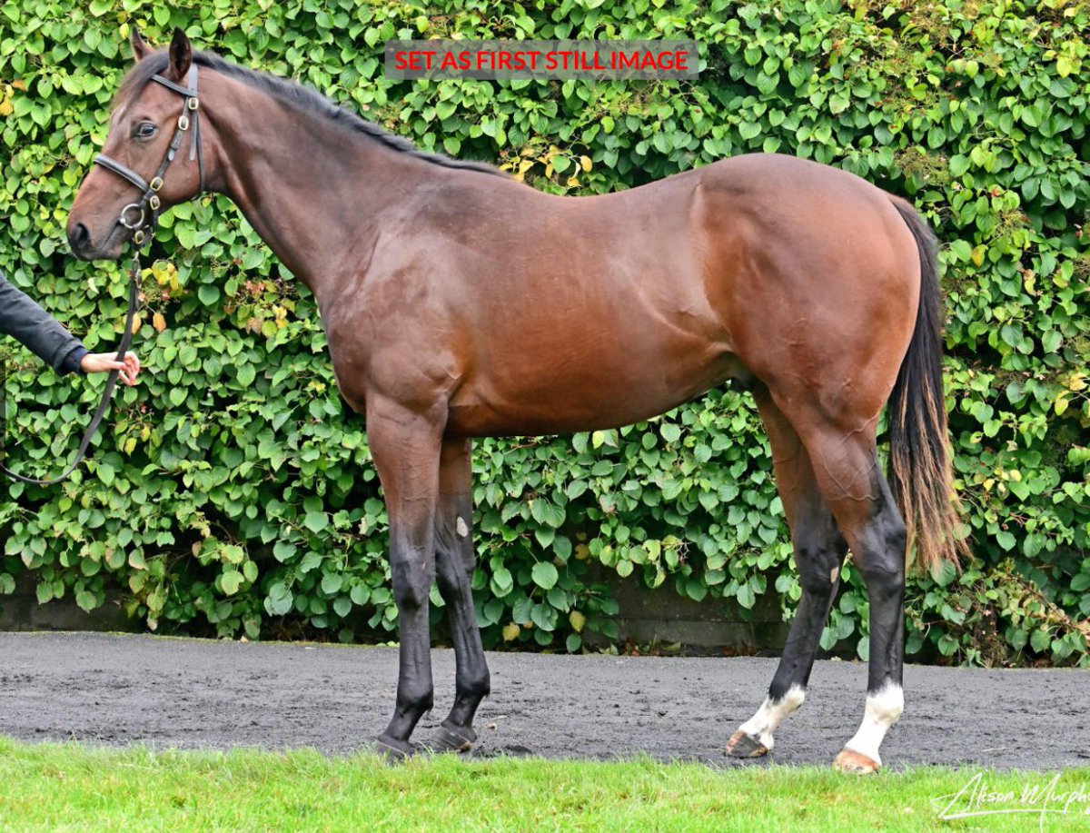 Westfield Bloodstock tweet media
