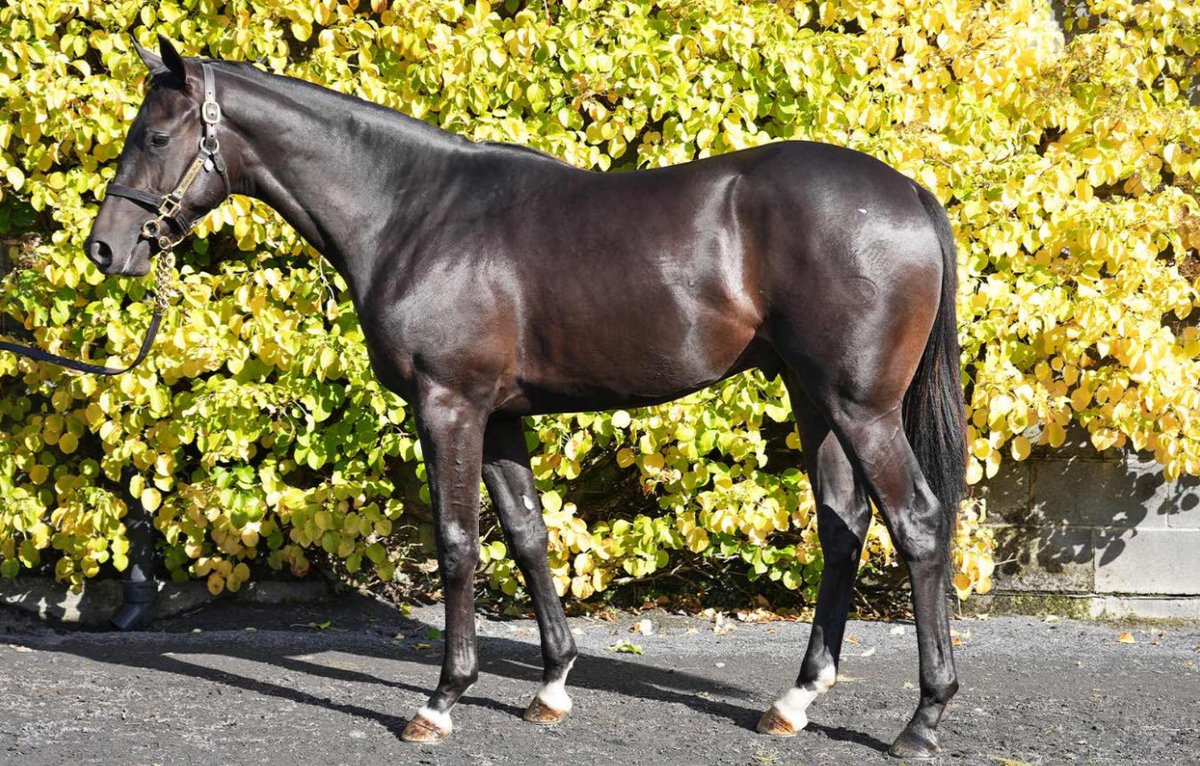 Westfield Bloodstock tweet media