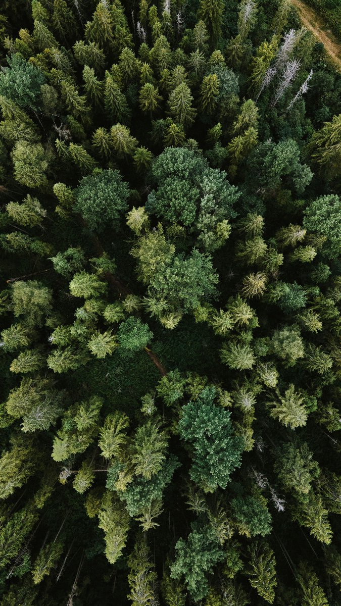 Scotland's tweet image. TAPE4TREES is a Scottish startup transforming the way we grow trees🌱.

By improving germination and survival rates, it is helping Scotland plant smarter, grow stronger, and build forests fit for the future 🌲💡.

@CivTechScotland

 #Scotland #GreenTech #ClimateAction