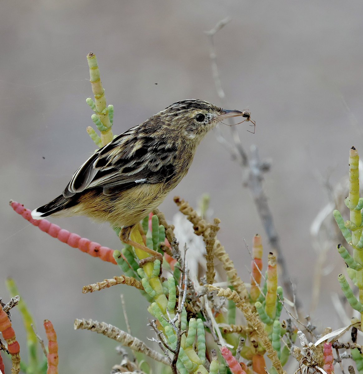 Steve Sanderson (@stevesando1) on Twitter photo Zitting Cisticola with a spider.
Ria Formosa, Portugal.
#birds #birding #birdphotography #NaturePhotography #Naturelovers
#wildlifephotography Zitting Cisticola with a spider.
Ria Formosa, Portugal.
#birds #birding #birdphotography #NaturePhotography #Naturelovers
#wildlifephotography