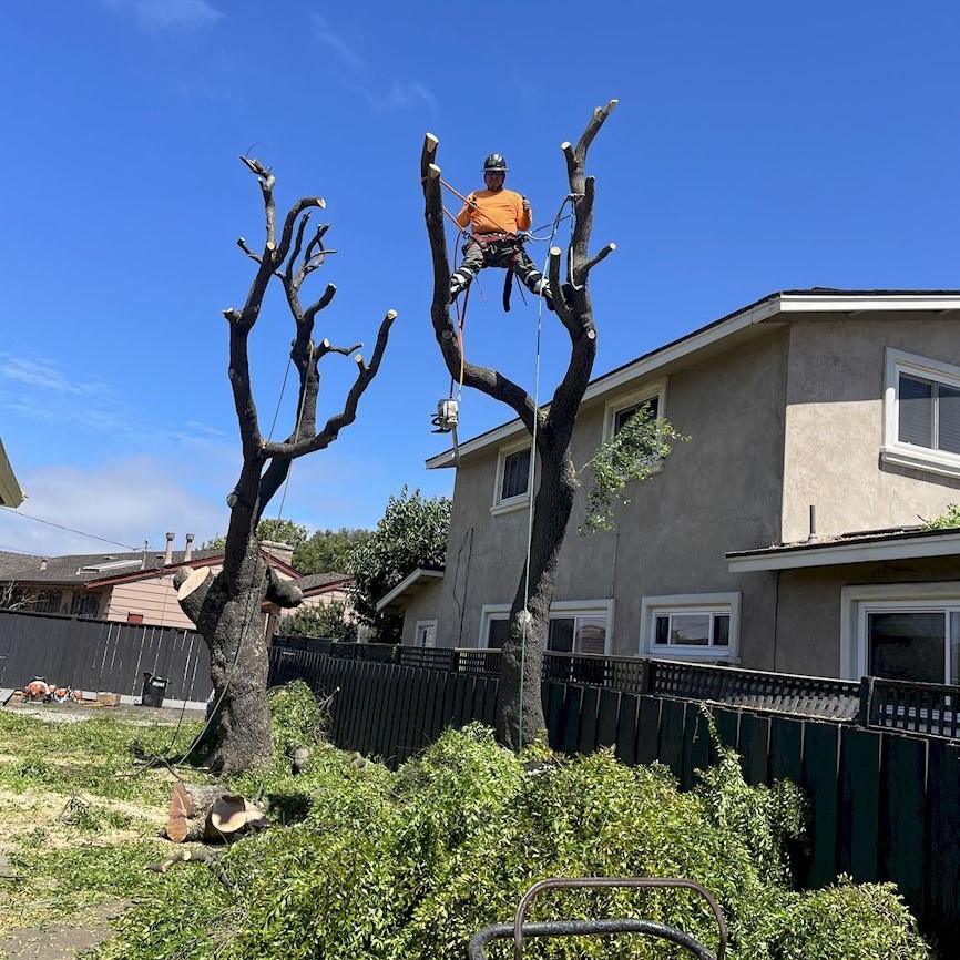ColoresTree's tweet image. Don’t let overgrown branches take over your view. My tree trimming service keeps your trees healthy and your space clear. I’m just a call away.
#TreeTrimming #AromasCA
treeservicesaromas.com/tree-trimming