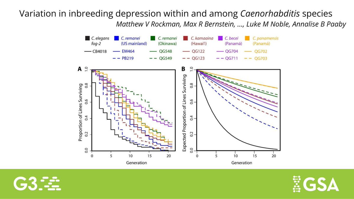 GeneticsGSA's tweet image. In #G3journal, Rockman et al. investigated the utility of obligately outcrossing #Caenorhabditis #nematodes as models for inbreeding depression, showing it is universal but highly variable among species and populations. buff.ly/0yeIi24