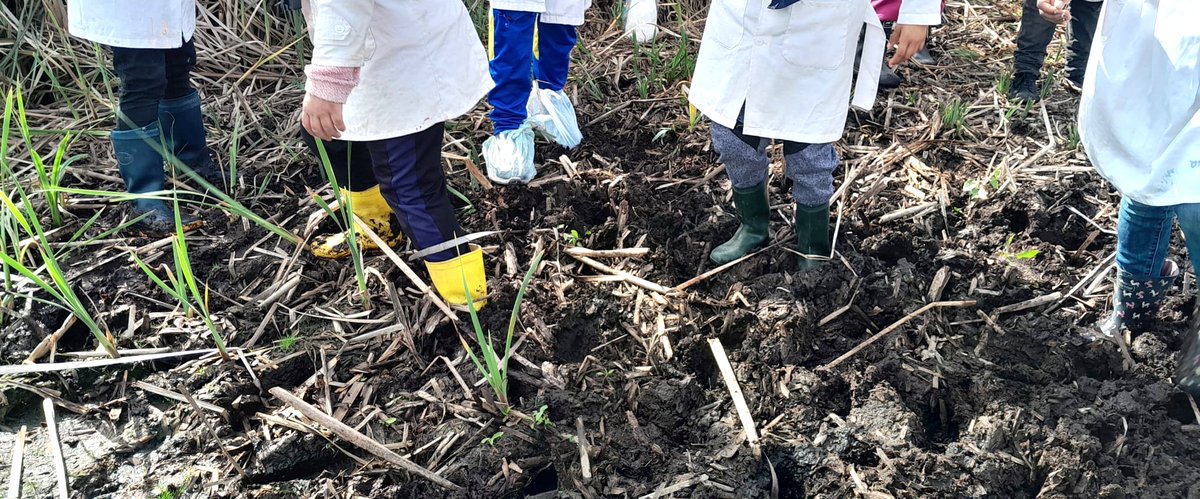 La Escuela 66 de Ciudad del Plata exploró los Humedales del Santa Lucía 🌿
Estudiantes de 6º año aprendieron sobre flora, fauna y el oficio del junquero, parte del patrimonio cultural de la región. Con apoyo de @MAmbienteUy, @intendenciasj y empresas aliadas, seguimos educando