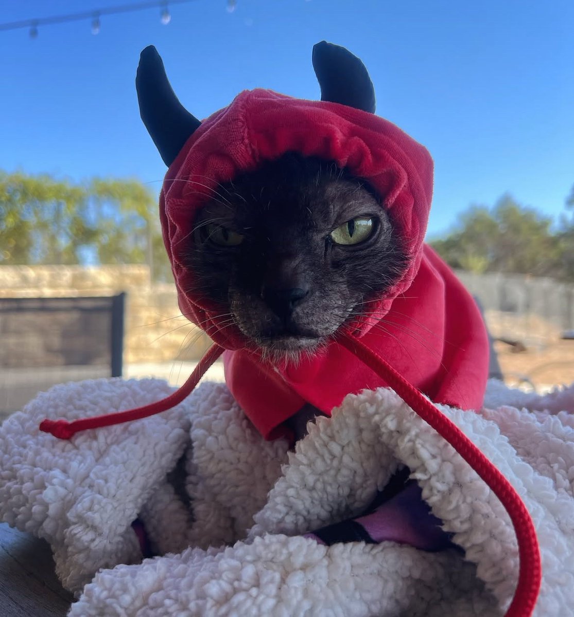 Mr. Cheese tweet media