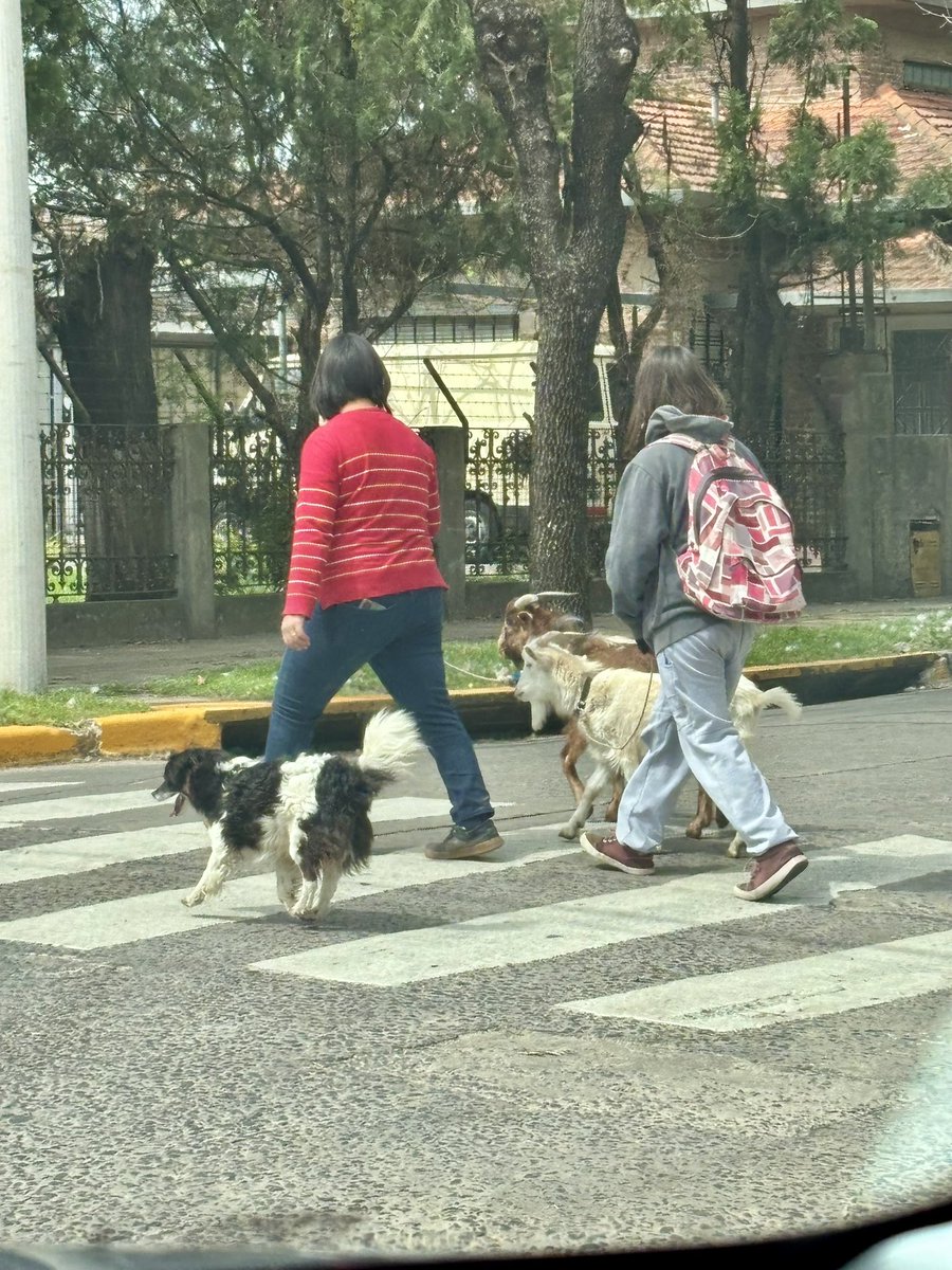 outofcontextmg's tweet image. Lindo día para sacar a pasear a los perritos