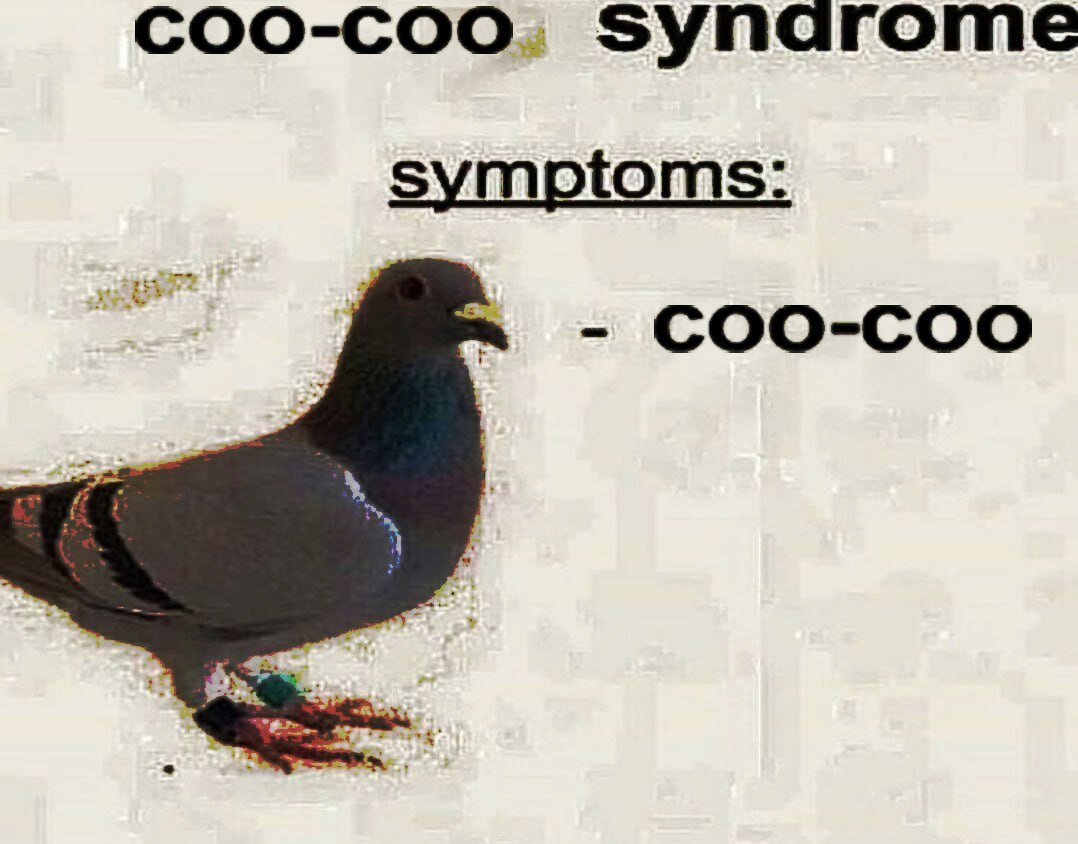 coocoonomics's tweet image. coo-coo syndrome its real