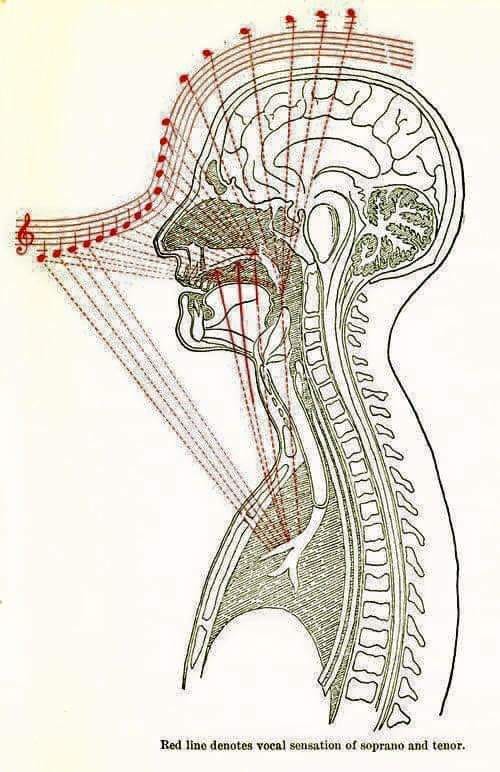 GalacticJack's tweet image. HOW SINGING AFFECTS OUR HEALTH
* Singing informs the body the &quot;right&quot; vibrations that increase our vitality;
* During singing, special chemicals are made in the human brain to help us feel peace and joy;
* Singing improves blood circulation in the throat area, which has a…