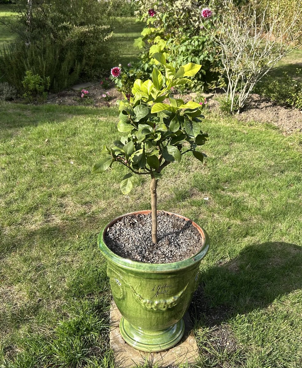 The beauty of the Anduze planter !