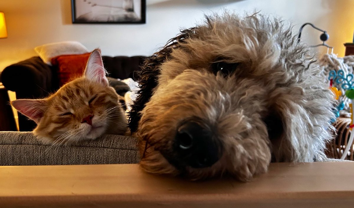 MetaHex_'s tweet image. Bindy and Cheddar chilling. I love my animals!