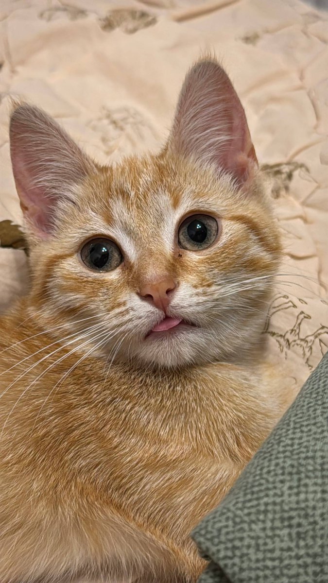 10 days without any posts; I would like to call it a rest time but can't:

2 weeks being sick and mostly feeling bad

new family member!

look at her cute face! O.O I'll tell more about her in the next post!

it feels like I've missed a lot, but I think with web3 I permanently