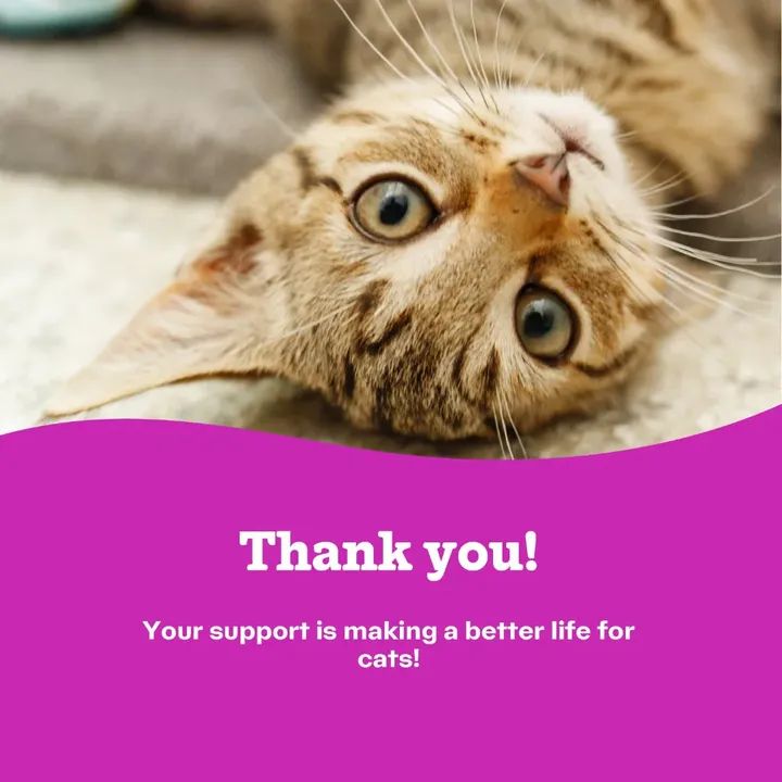 EastSurreyCP's tweet image. THANK YOU to everyone who took part and in our Pub Quiz last night! Together we have raised £634 for the cats! Thank you for supporting us! 

THANK YOU!!! 

#CatsProtection #CatsProtectionEastSurrey #PubQuiz  #ForTheCats #HereForTheCats #Quiz