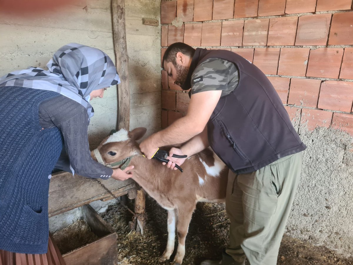💉 Şap aşılama kampanyası ve küpeleme çalışmalarımız için sahadayız.

✅ Hayvan sağlığı ve kayıtlılıkla ilgili çalışmalarımız devam edecek

📍Espiye (Püllük yaylası, Kasaba obası, Taflancık obası)

<a href="/TCTarim/">T.C. Tarım ve Orman Bakanlığı</a>  <a href="/ibrahimyumakli/">İbrahim Yumaklı</a>