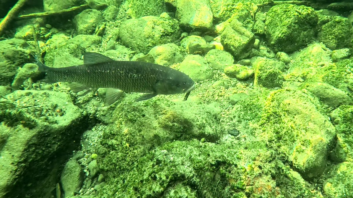 MilHiVisualized's tweet image. This chub followed(?) me last time, he had lost 1 eye, 1 healed large wound top right, 2 damaged fins. 😢
I guess it was a turbine. Or was it an animal?
Anyone knows more?