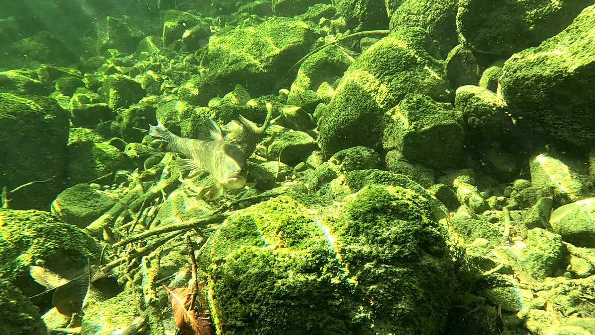MilHiVisualized's tweet image. This chub followed(?) me last time, he had lost 1 eye, 1 healed large wound top right, 2 damaged fins. 😢
I guess it was a turbine. Or was it an animal?
Anyone knows more?