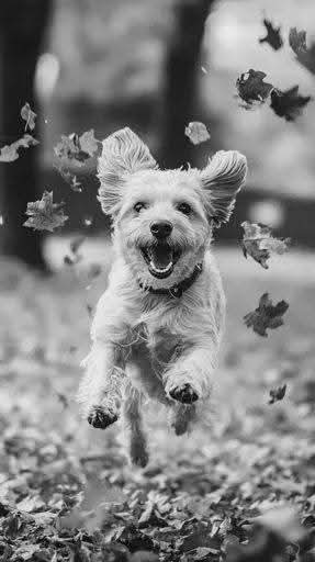 Triste est l'automne pour celui qui ne sait l'égayer ❤