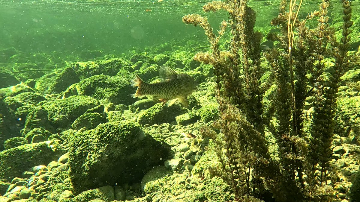MilHiVisualized's tweet image. This chub followed(?) me last time, he had lost 1 eye, 1 healed large wound top right, 2 damaged fins. 😢
I guess it was a turbine. Or was it an animal?
Anyone knows more?