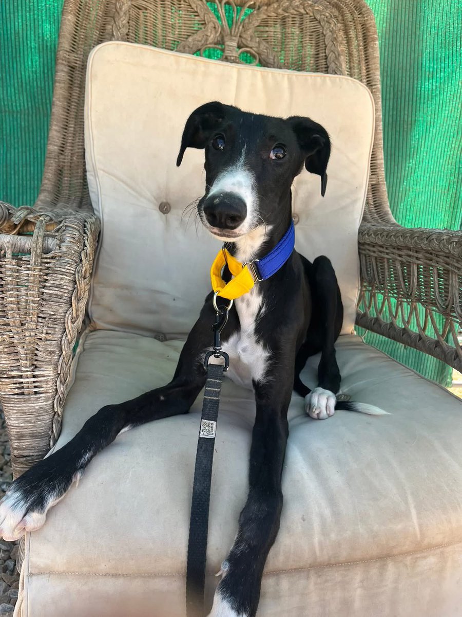 You may remember yesterday we announced the three new pups that arrived. 
Well two are reserved for homes in Spain already but cute little Airón just 5mths  old is waiting. 
Isn’t he cute and adorable? 😍
Oh come on, let’s have him reserved by the end of the day 😍☺️