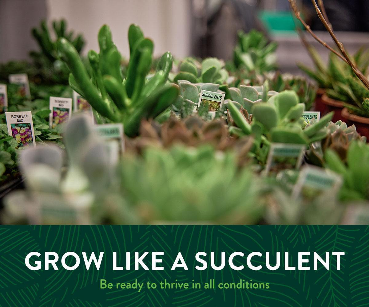 Just like succulents store what matters, you can too at #ProGreenEXPO

Fill your “tank” with:

80+ education sessions (from water-wise irrigation to business ops)
CE credit opportunities
Hands-on learning with 200+ exhibitors progreenexpo.com

#greenindustry #rockymountain