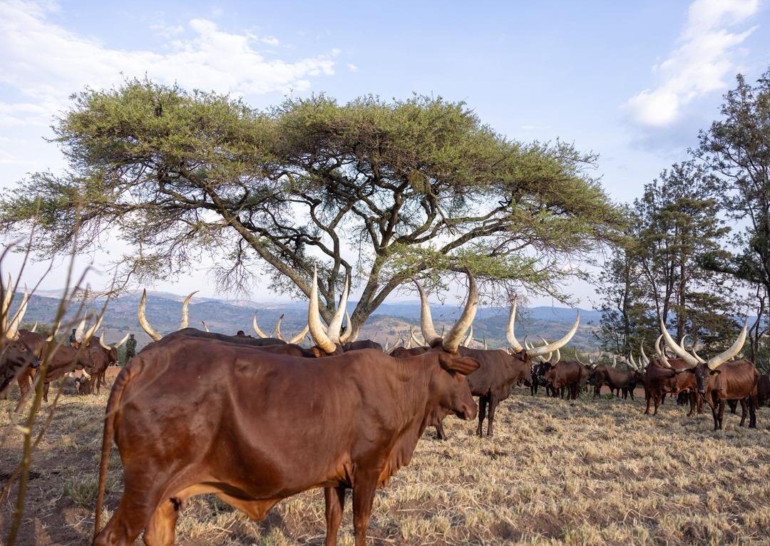 Office of the PM | Rwanda tweet media