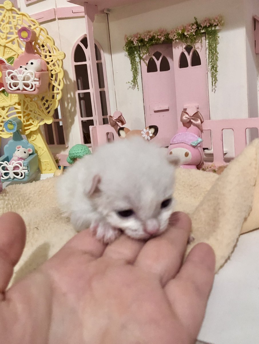 este sylvanian familie veio meio diferente…..