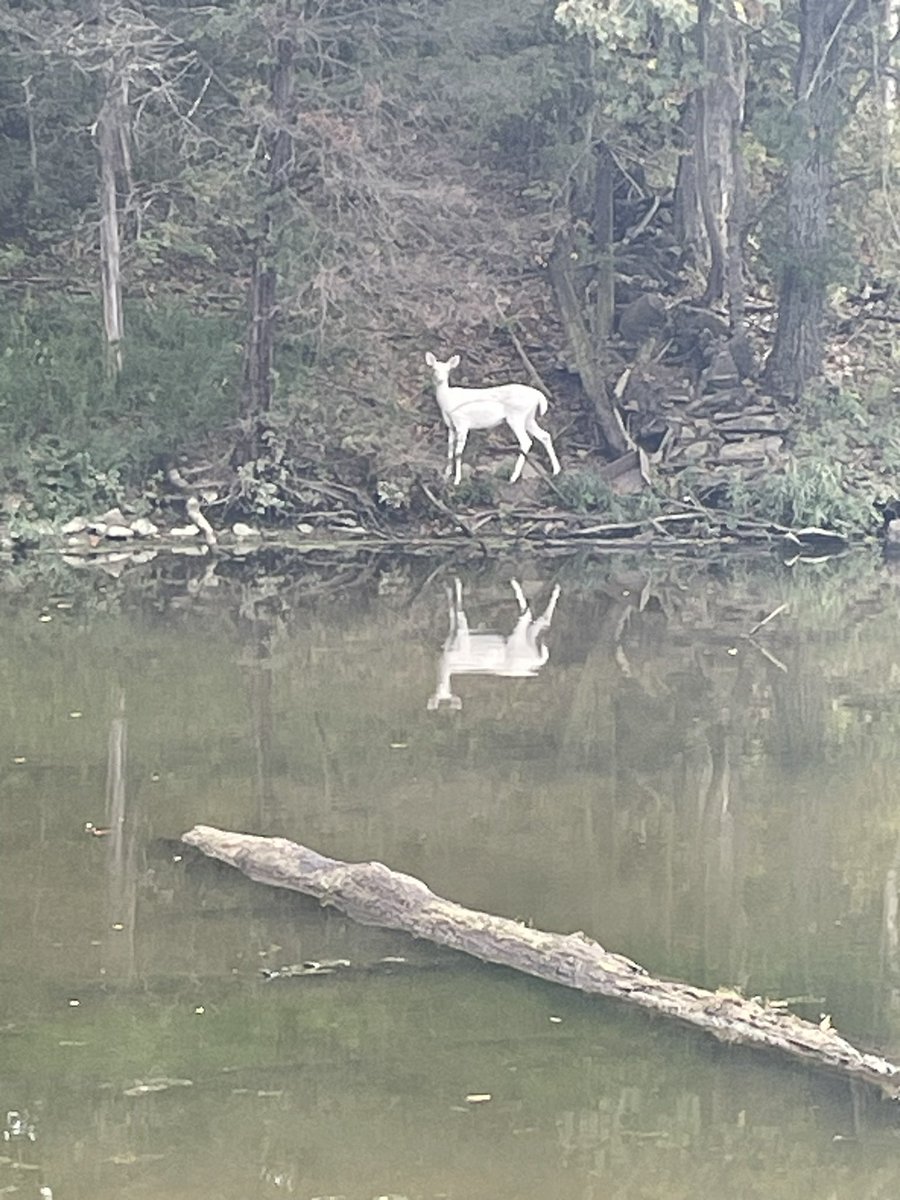 gregdee3's tweet image. The Kincaid Lake ghost. Better known as “Whitey”.